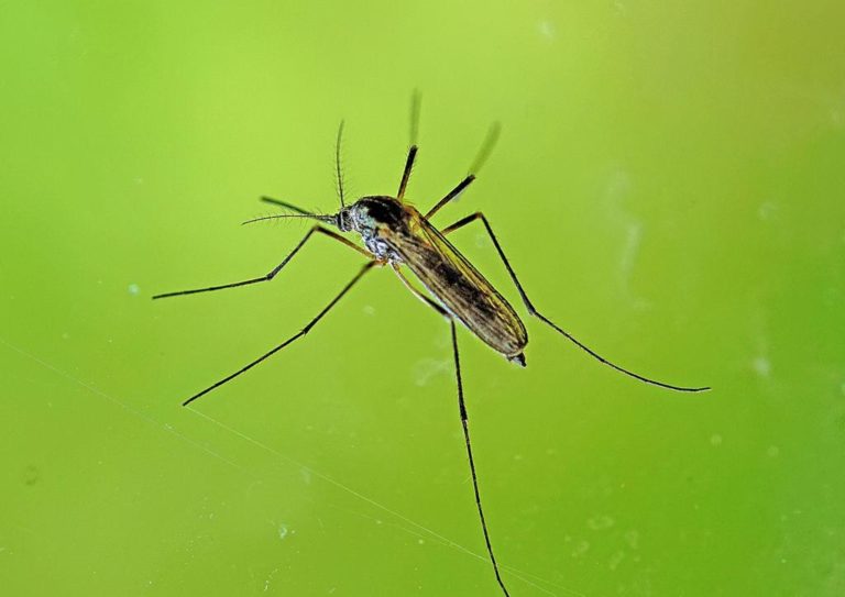 Czy da się skutecznie pozbyć komarów ze swojego ogródka?